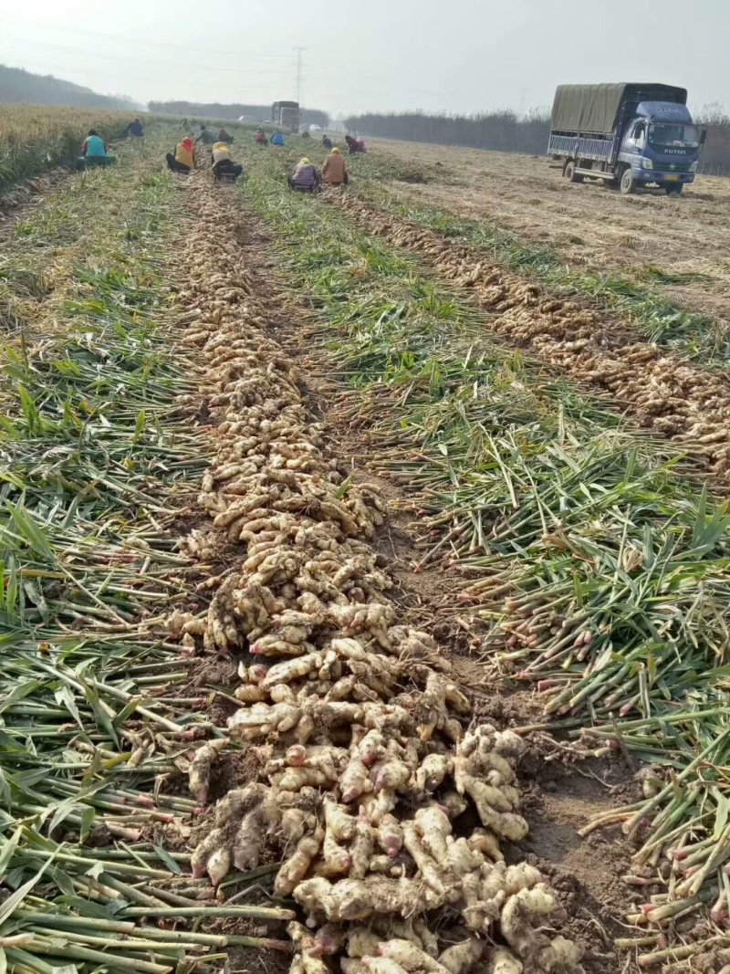 鲜姜【面姜】大黄姜小黄姜大量上市颜色好辣味浓