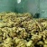 【生姜姜母姜把面姜大黄姜面姜小黄姜】产地直销