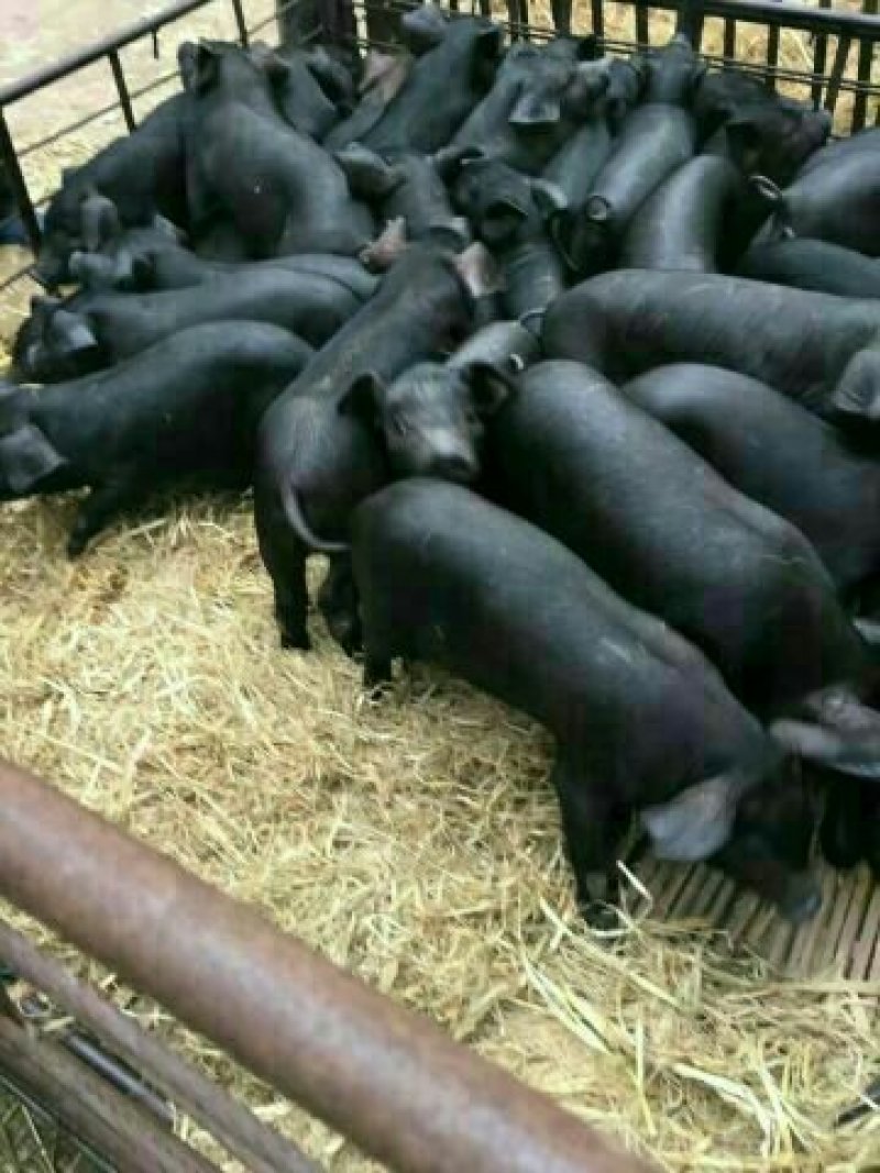 山东仔猪供应基地优良仔猪常年出售