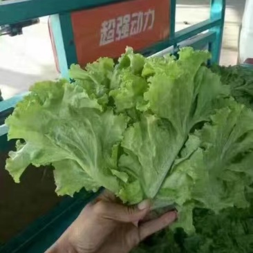 精品生菜叶菜产地直发货量充足量大从优
