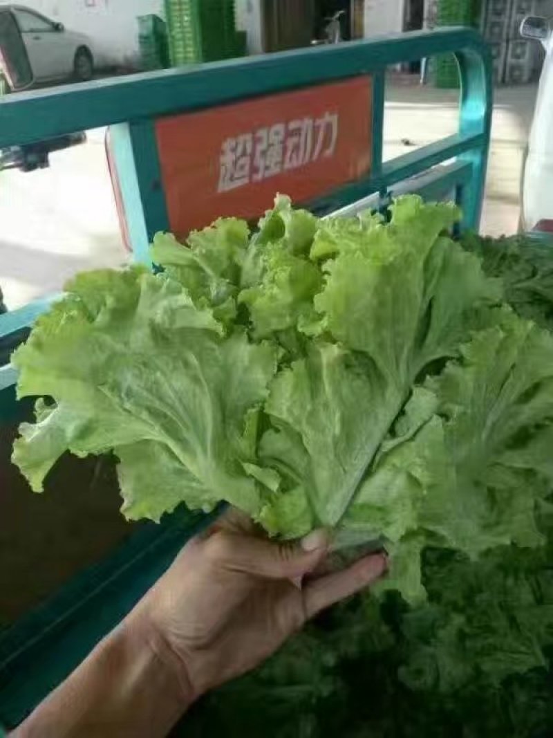 精品生菜叶菜产地直发货量充足量大从优
