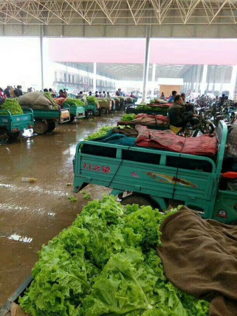 精品生菜叶菜产地直发货量充足量大从优