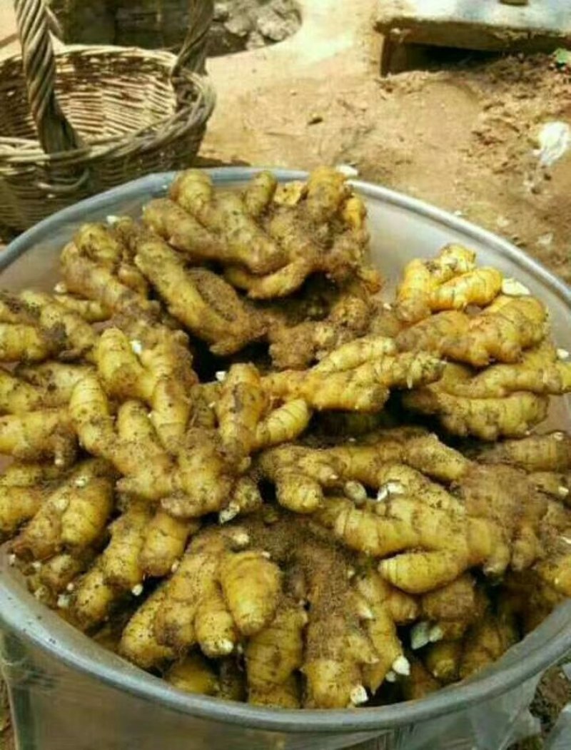 小黄姜产地直销常年有货供应辣味十足质量保证