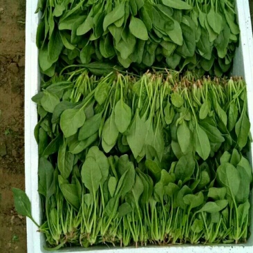 菠菜，精品菠菜，普通菠菜，代发代收，全国各地