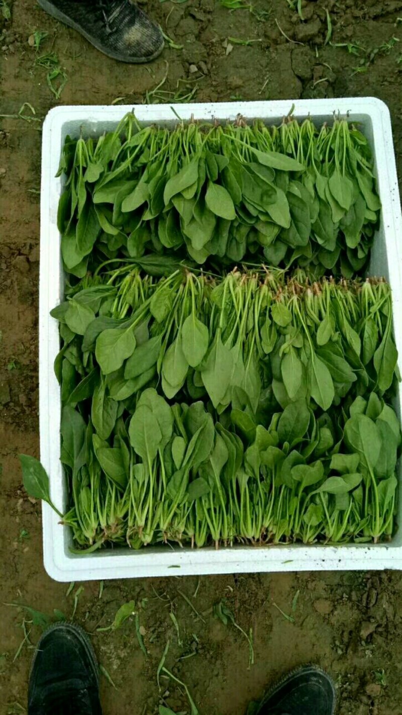 菠菜，精品菠菜，普通菠菜，代发代收，全国各地