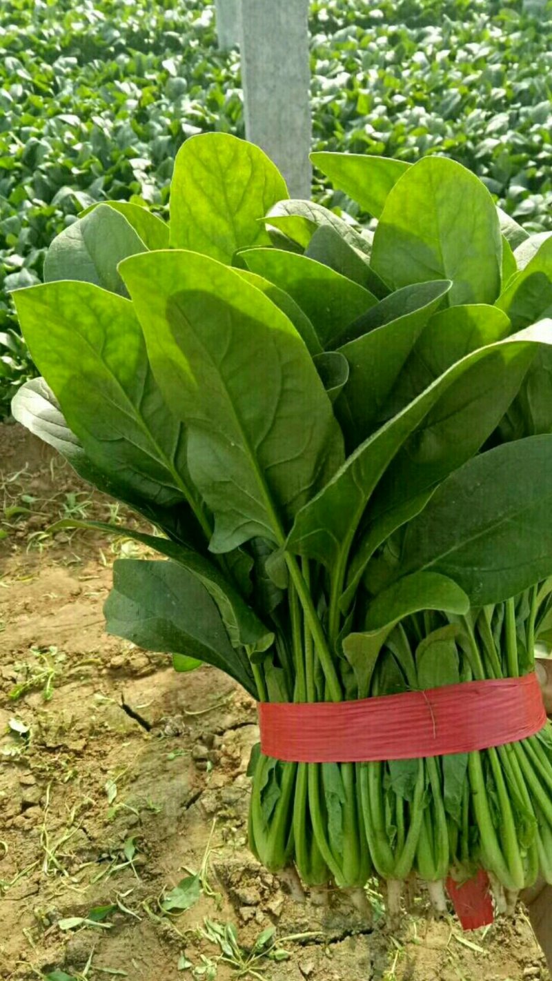 菠菜，精品菠菜，普通菠菜，代发代收，全国各地