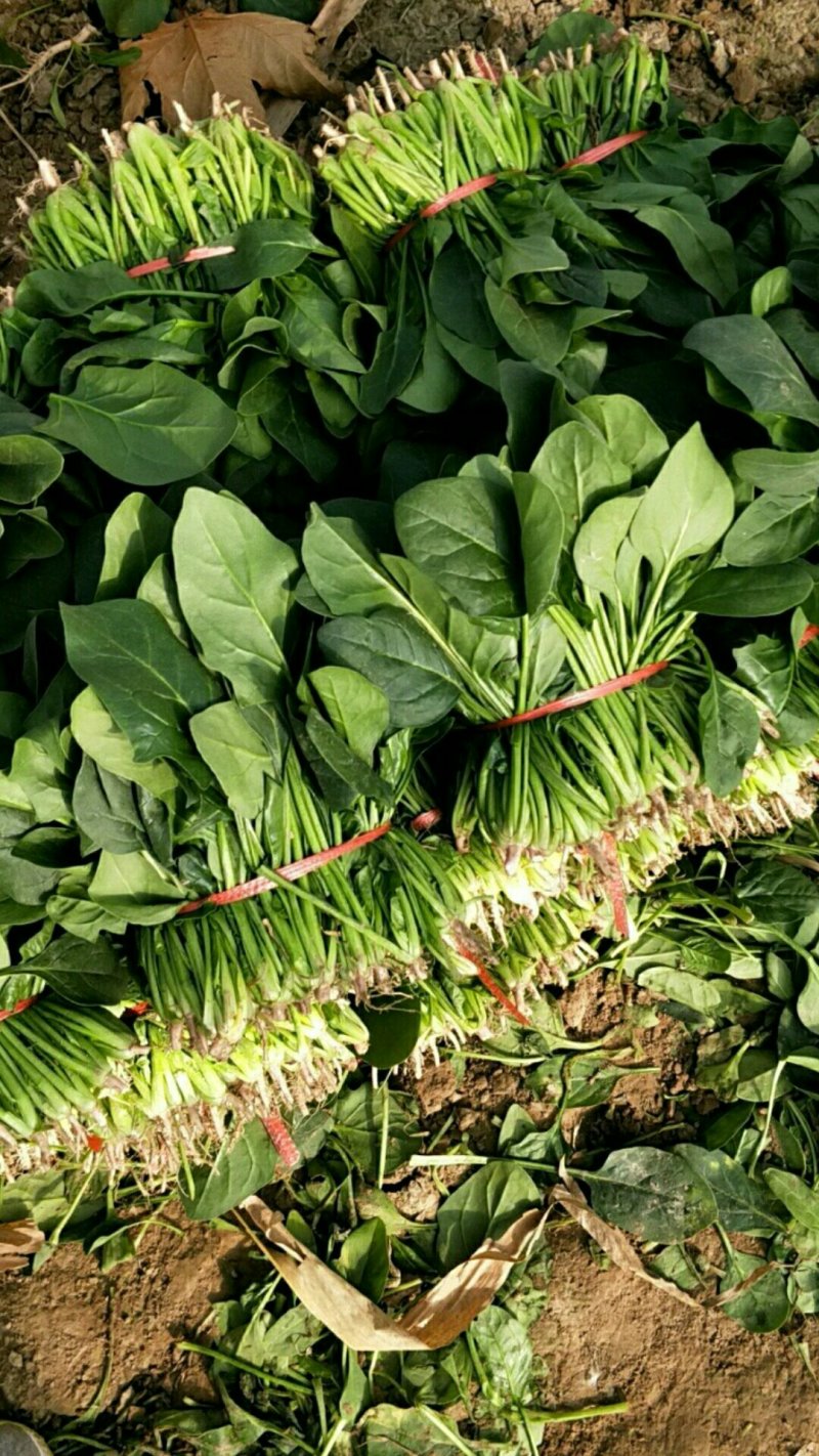 菠菜，精品菠菜，普通菠菜，代发代收，全国各地