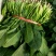菠菜，精品菠菜，普通菠菜，代发代收，全国各地