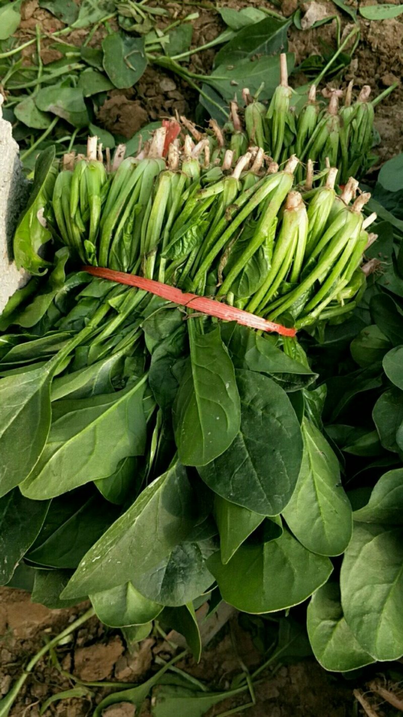 菠菜，精品菠菜，普通菠菜，代发代收，全国各地