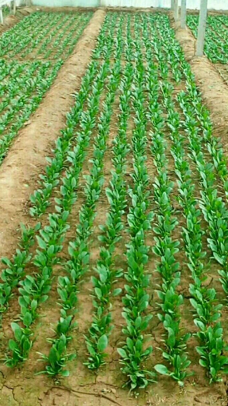 菠菜，精品菠菜，普通菠菜，代发代收，全国各地