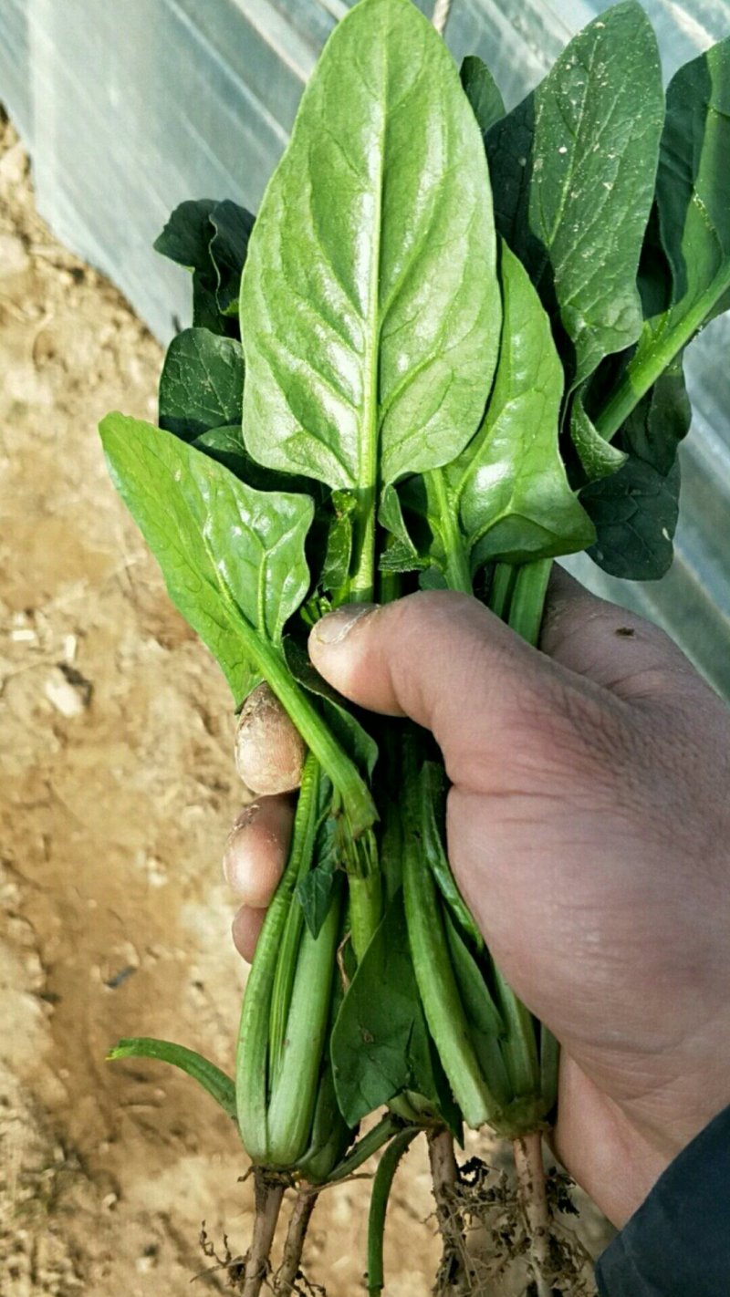 菠菜，精品菠菜，普通菠菜，代发代收，全国各地