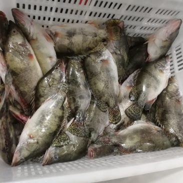 臭鳜鱼。300克至900克。精装。