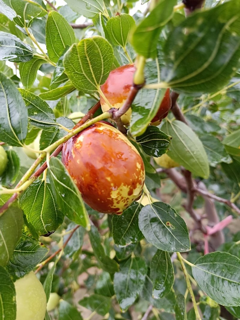 梨枣