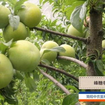 蜂糖李苗，基地直供，实地考察，量大从优，支持快递