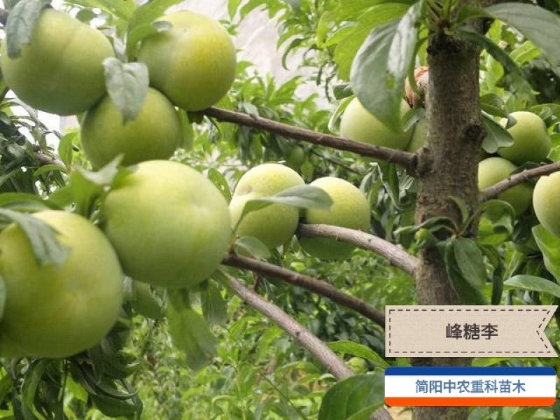 蜂糖李苗，基地直供，实地考察，量大从优，支持快递