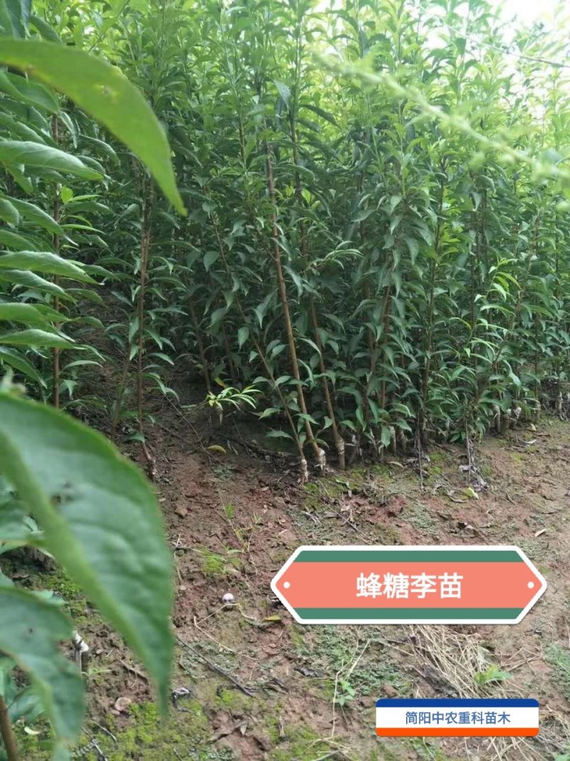 蜂糖李苗，基地直供，实地考察，量大从优，支持快递