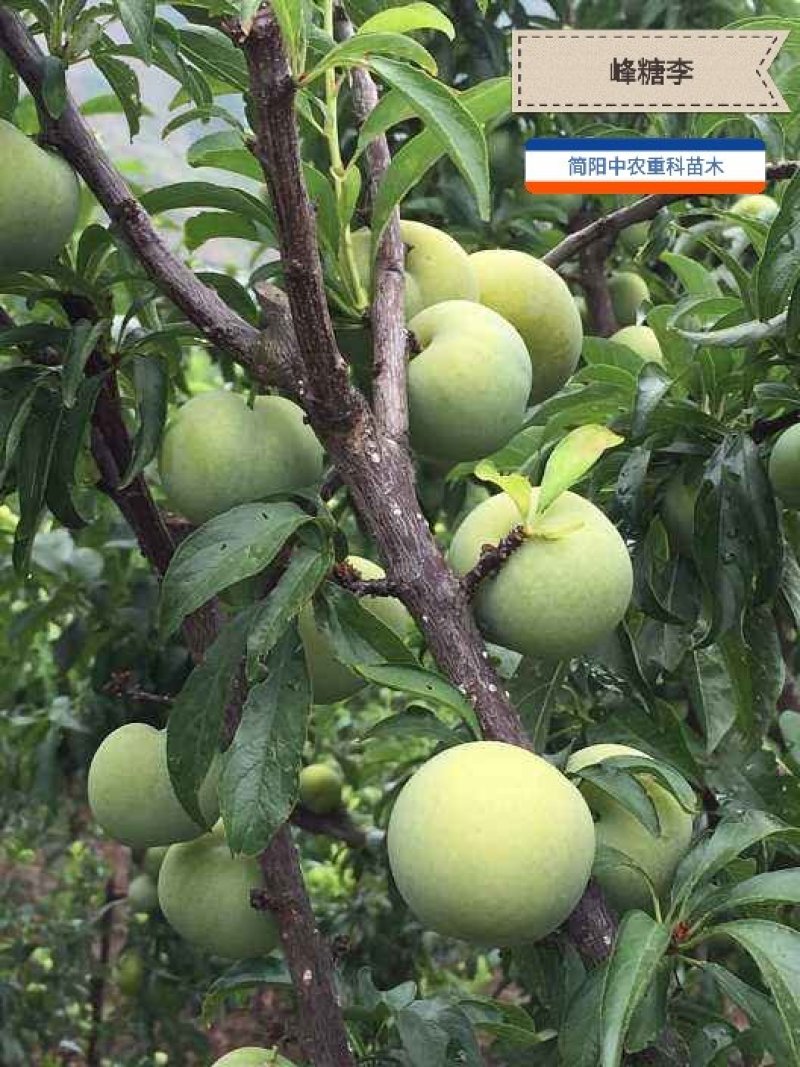 蜂糖李苗，基地直供，实地考察，量大从优，支持快递
