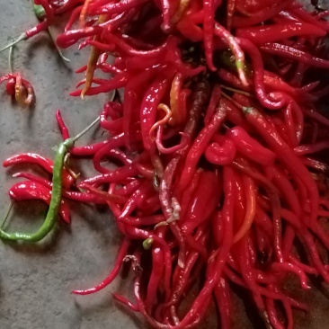 鲜辣椒