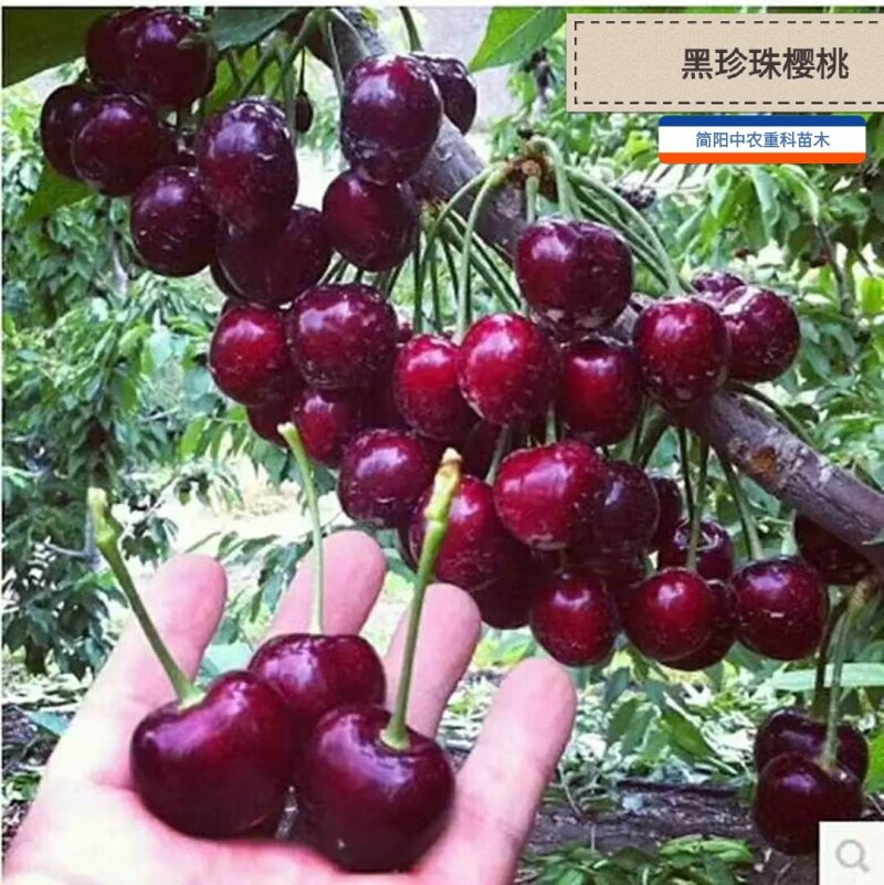 黑珍珠樱桃苗，基地直供，实地考察，量大从优，支持快递
