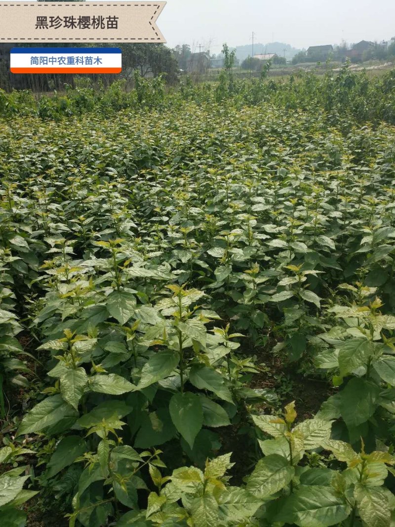 黑珍珠樱桃苗，基地直供，实地考察，量大从优，支持快递