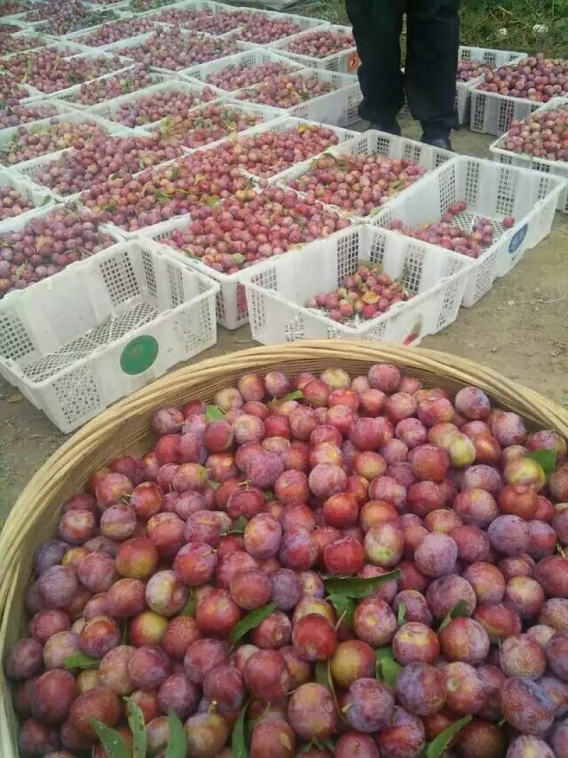 红脆李子