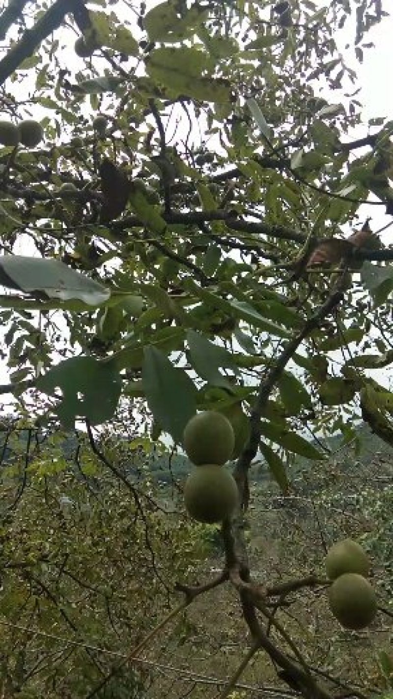 泡核桃