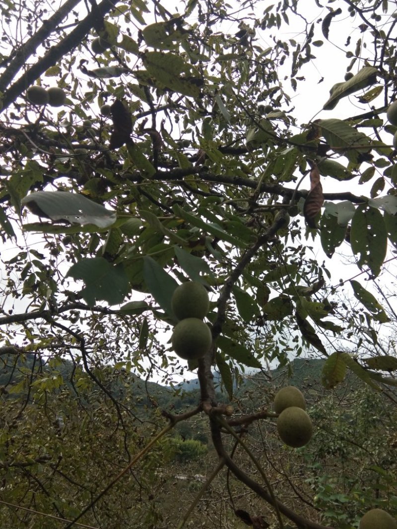 泡核桃