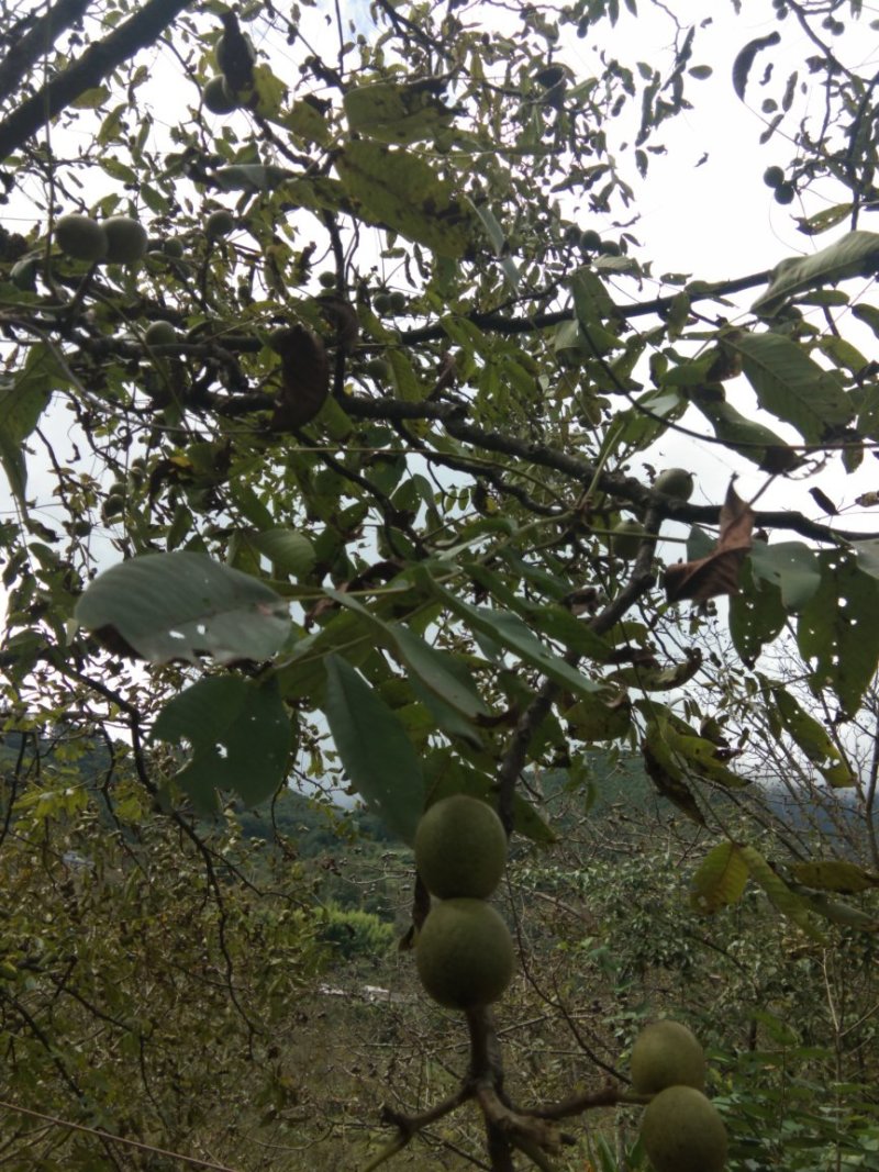 泡核桃