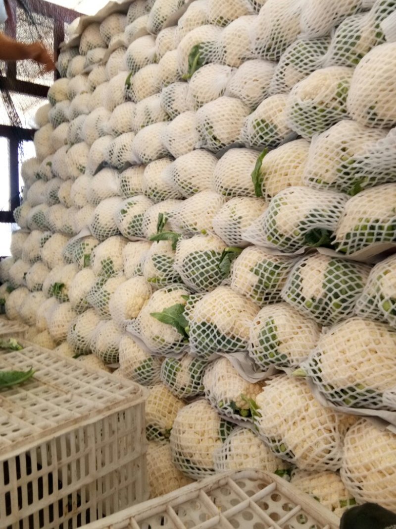 精品散花精品菜花加工厂商超量大质优产地直发