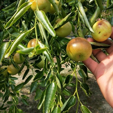 富硒冬枣