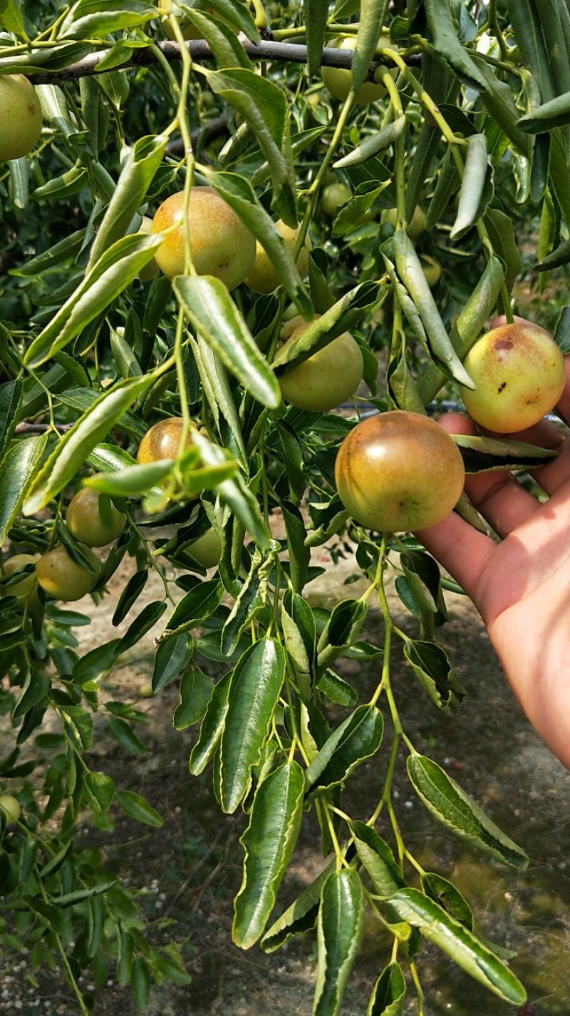 富硒冬枣