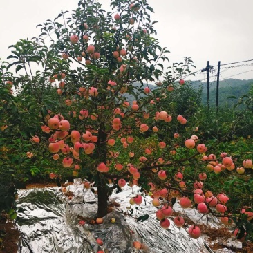 寒富苹果