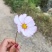 出售小麦