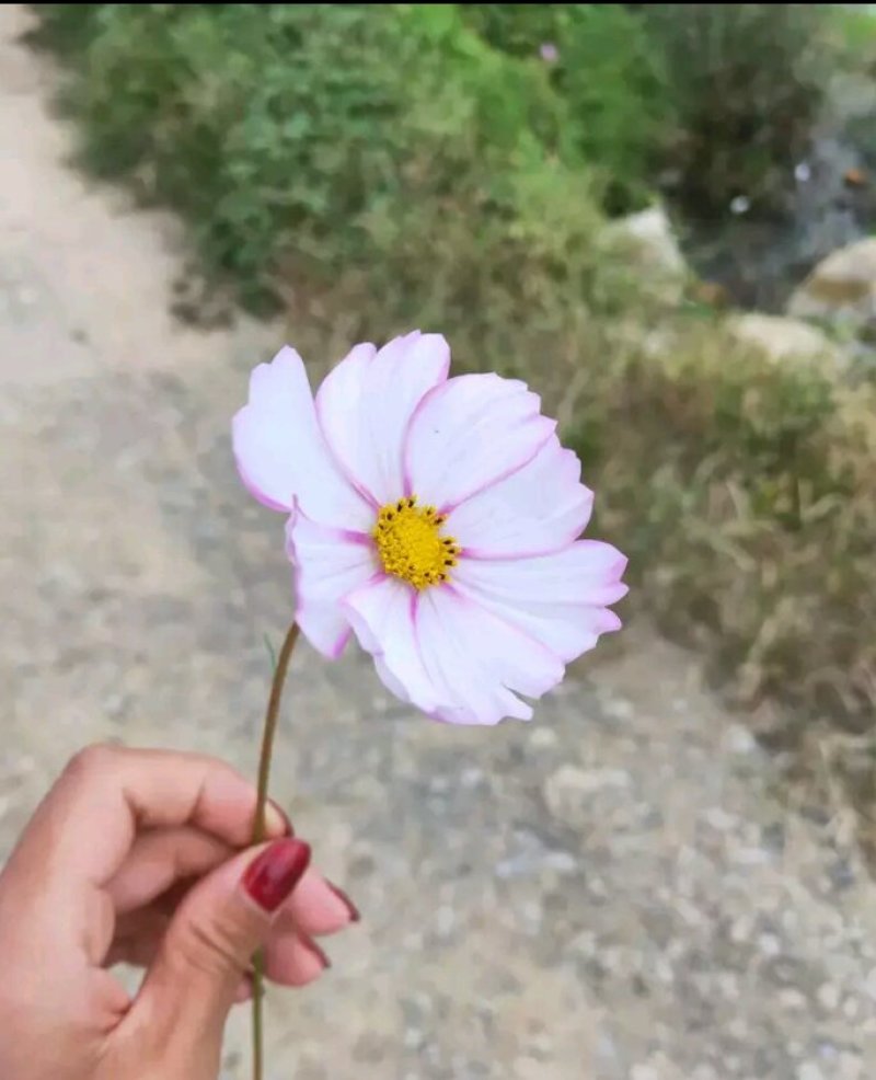 出售小麦