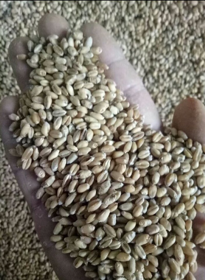 出售小麦