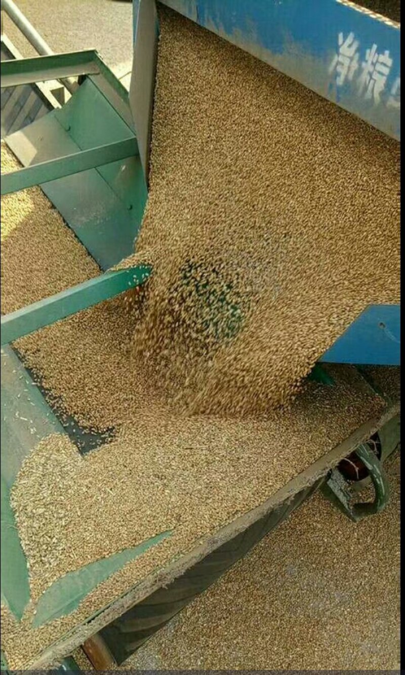 出售小麦