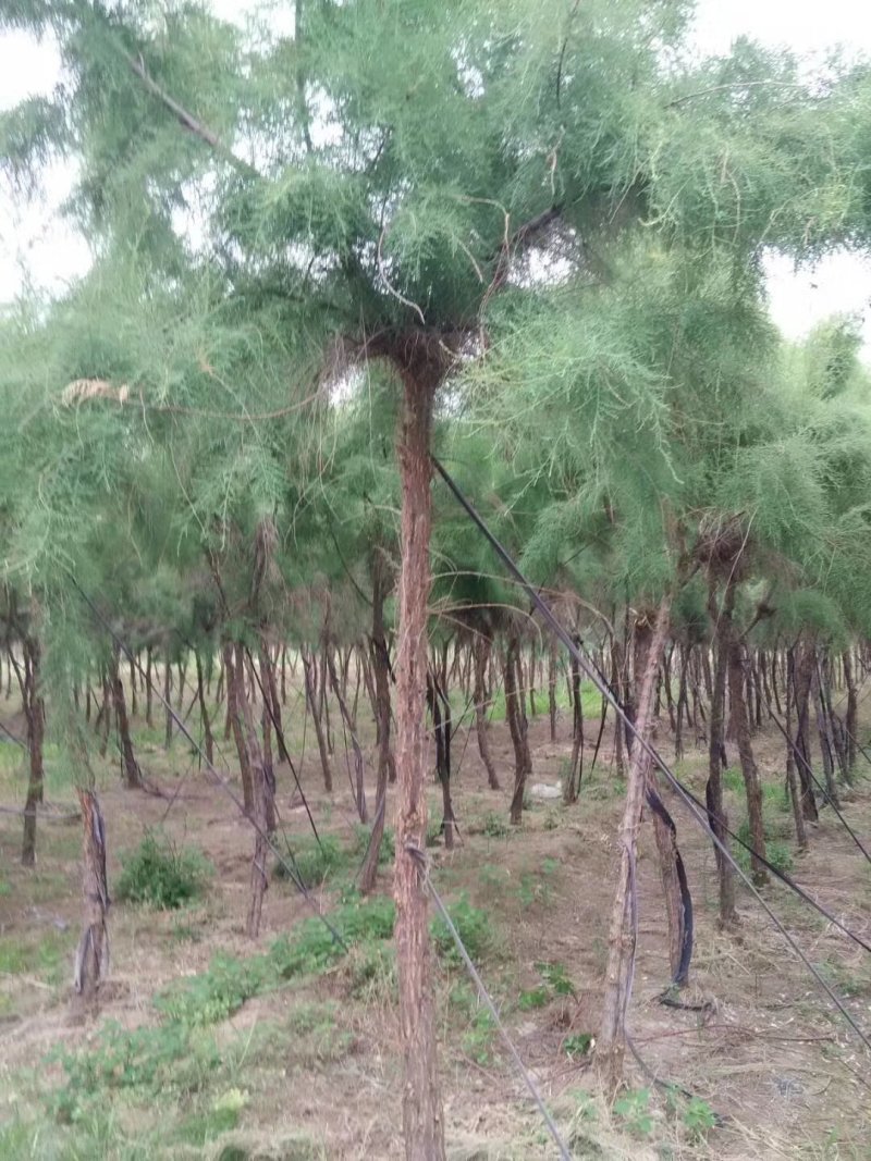怪柳