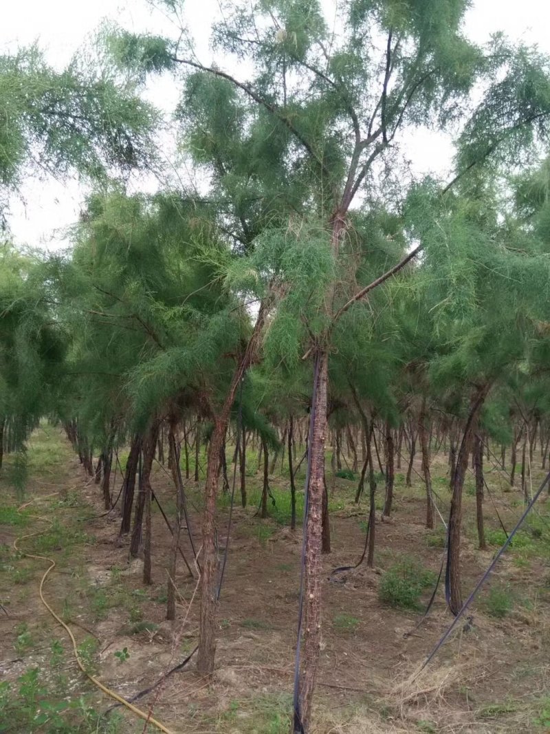 怪柳