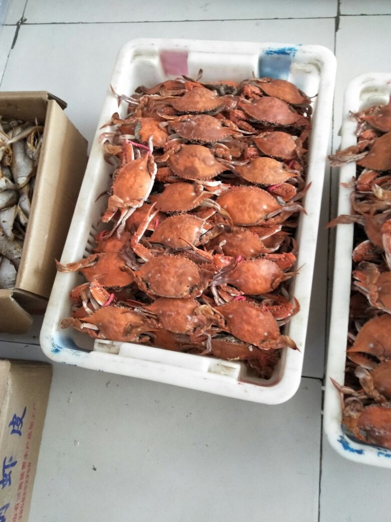 渤海湾的新鲜海产品