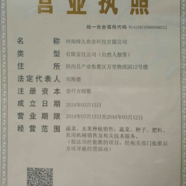冬绿夏青袋装