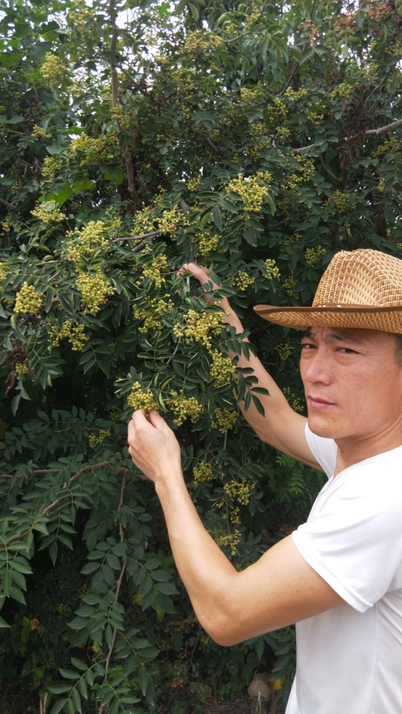花椒苗