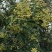 花椒苗