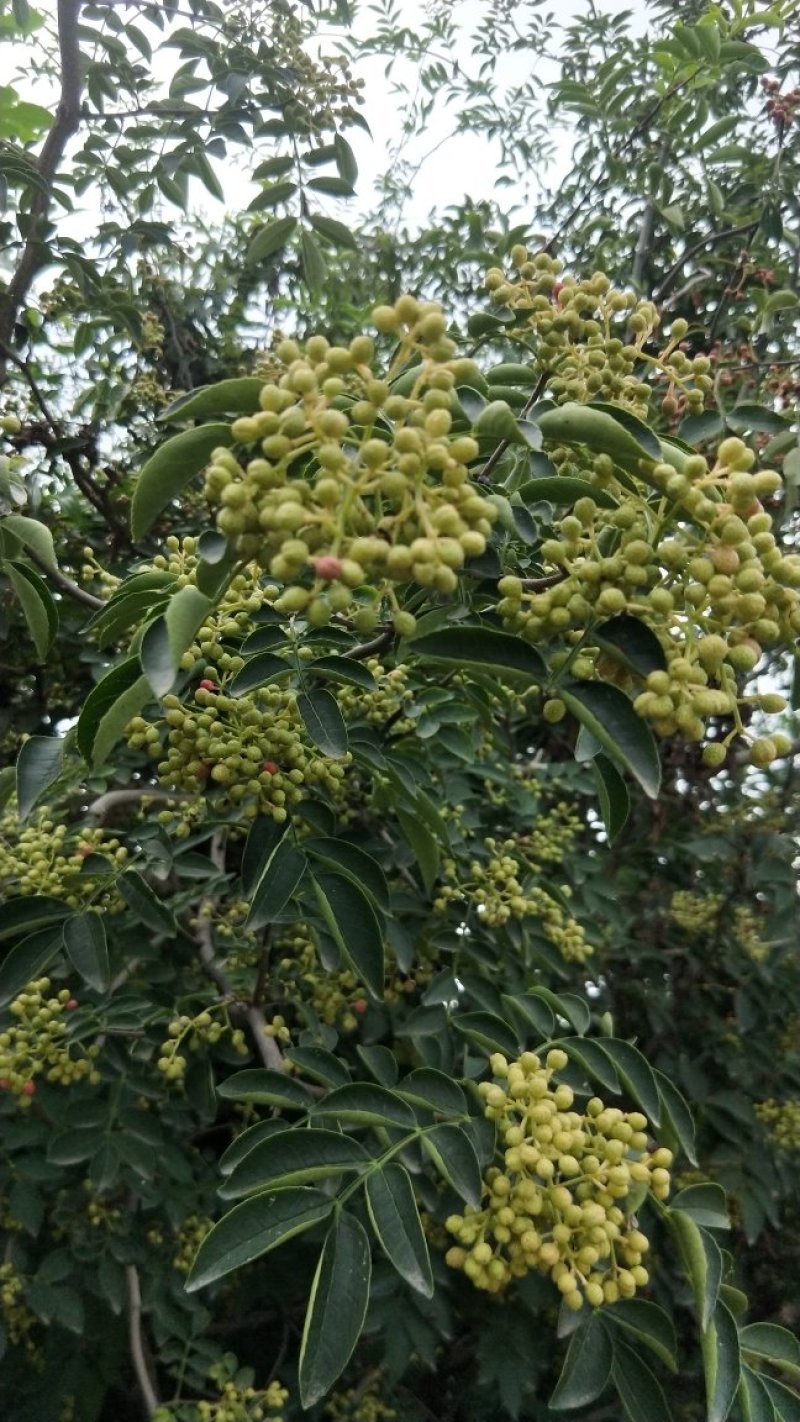 花椒苗