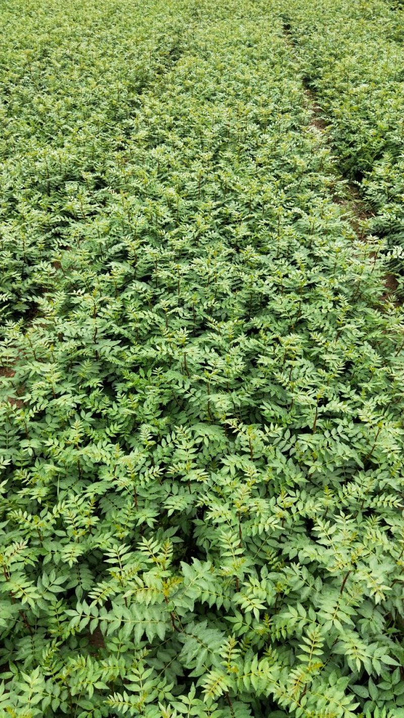 花椒苗