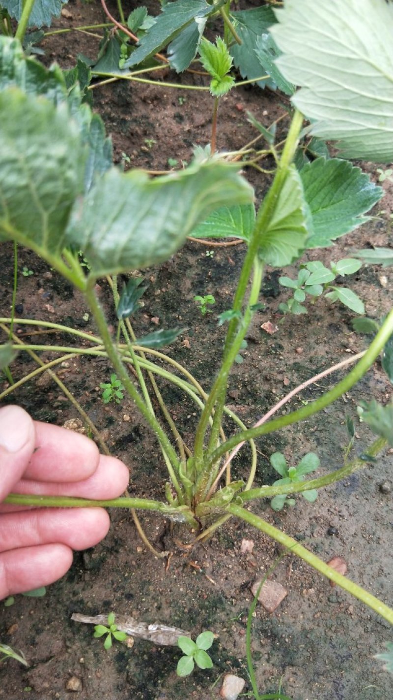 草莓苗