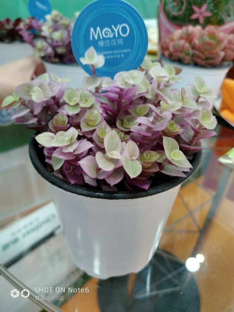 塑料花盆