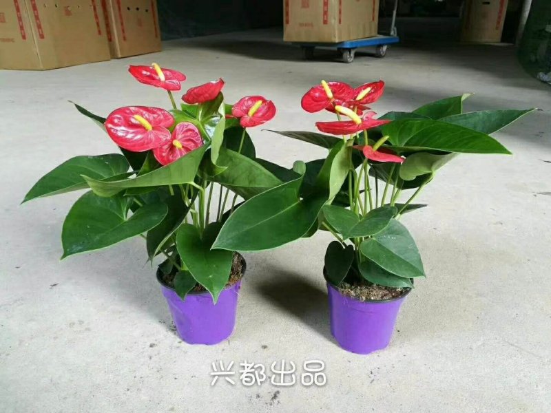 塑料花盆