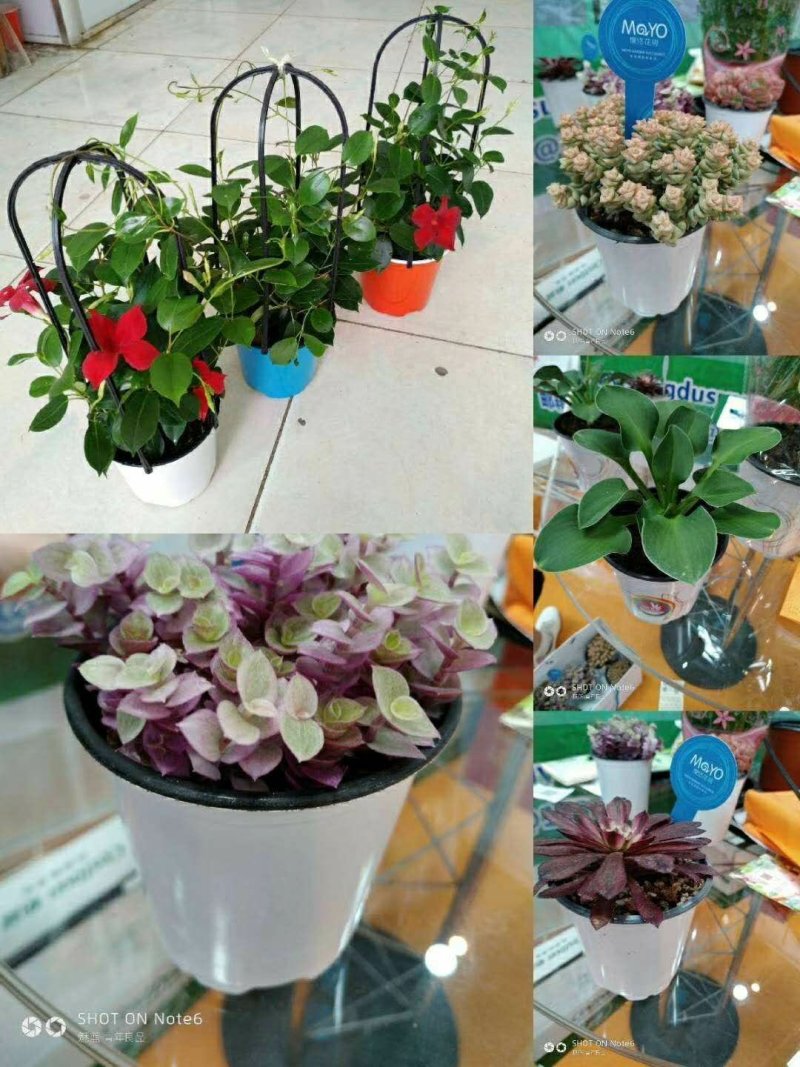 塑料花盆