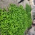 大棚辣椒已经开始大量上市了