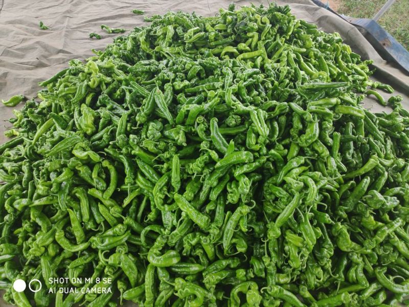 大棚辣椒已经开始大量上市了
